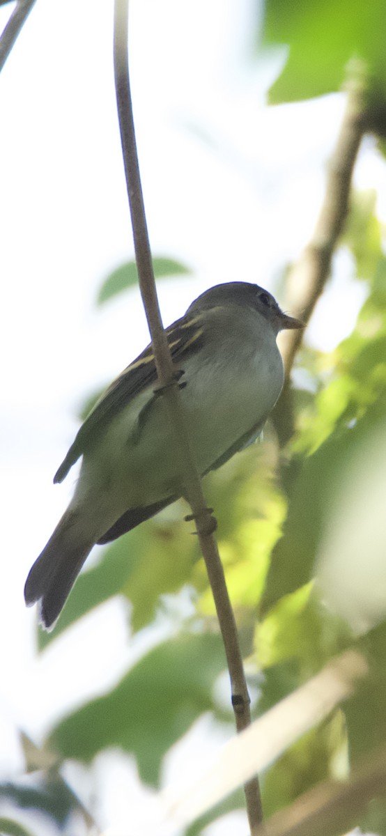 Alder/Willow Flycatcher (Traill's Flycatcher) - ML642287530