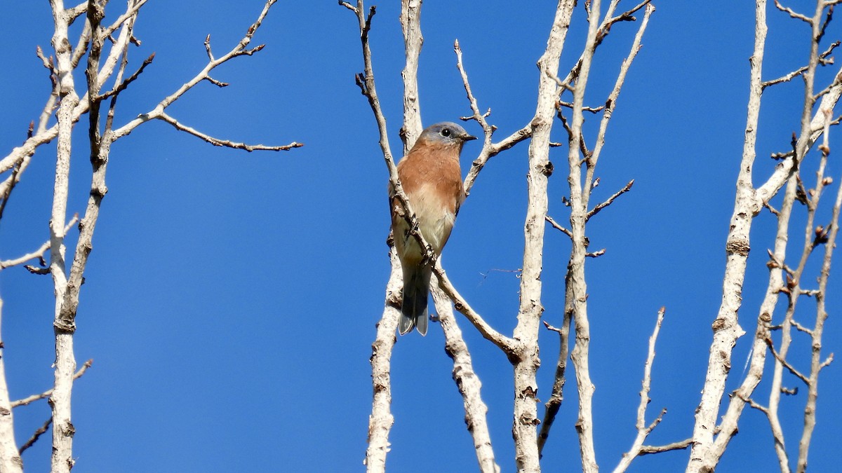 Eastern Bluebird - ML642287539