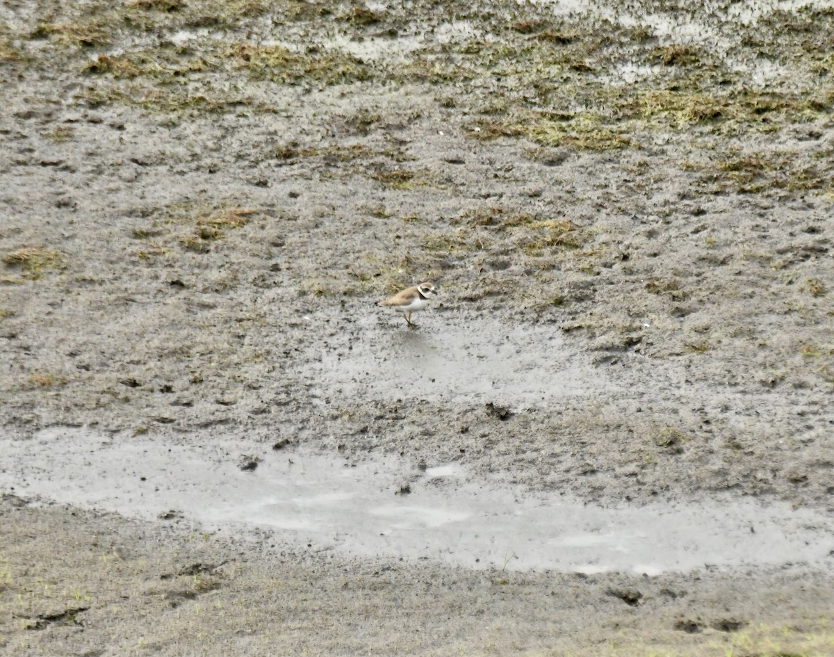 Semipalmated Plover - ML642287544