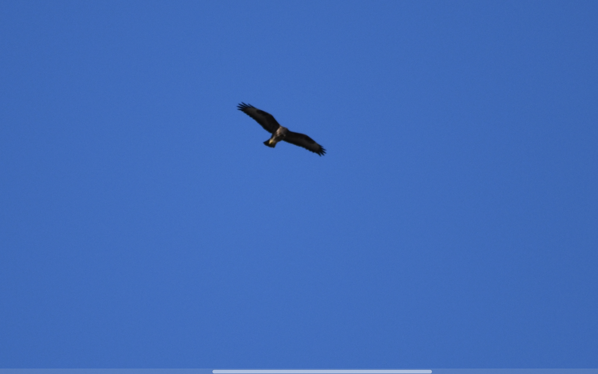 Common Buzzard - ML642287549