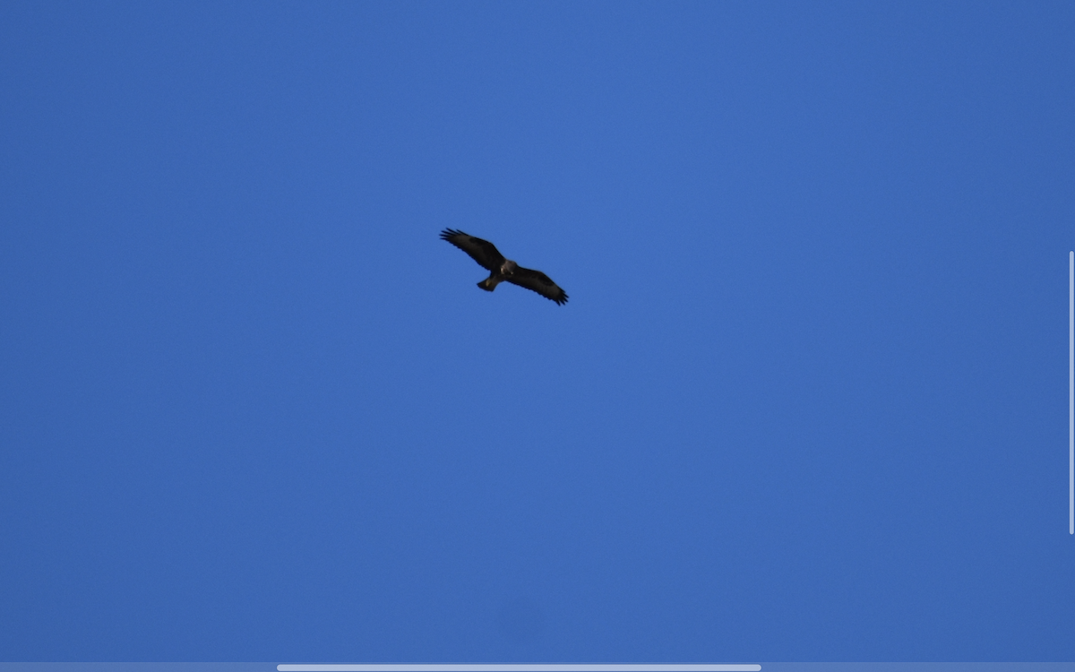 Common Buzzard - ML642287554