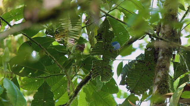 Blue-tailed Trogon - ML642287559