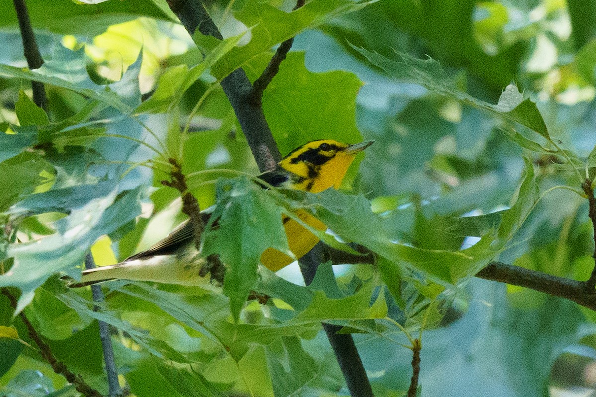 Blackburnian Warbler - ML642287565