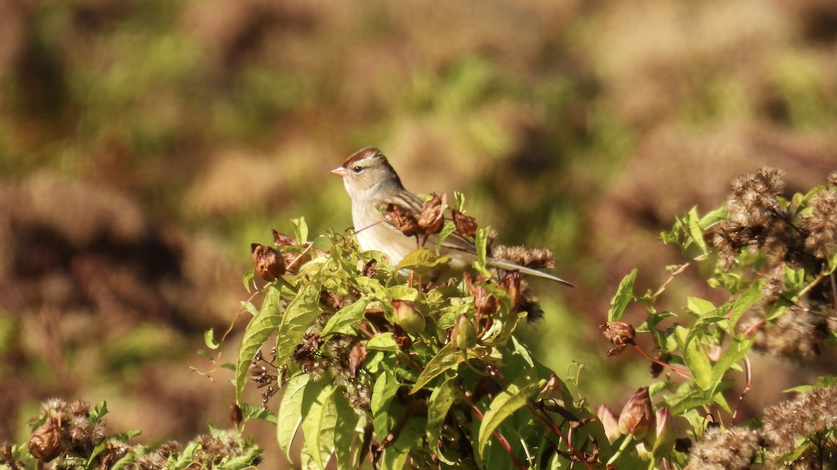 White-crowned Sparrow - ML642287597