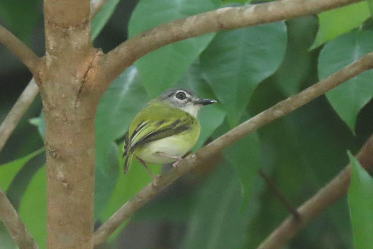 Microtyran à queue courte - ML642287612