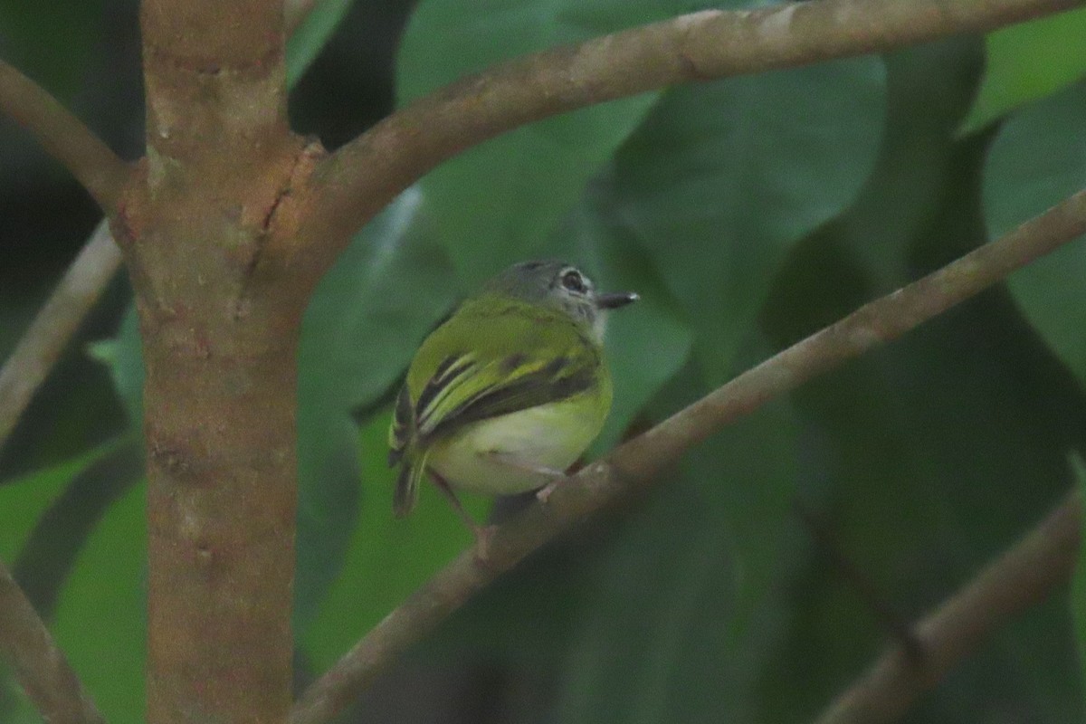 Microtyran à queue courte - ML642287613