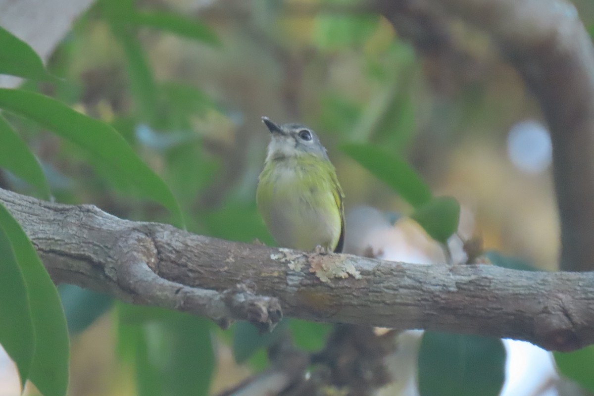 Microtyran à queue courte - ML642287614