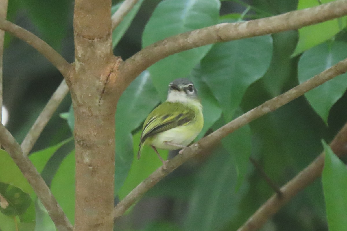 Microtyran à queue courte - ML642287615