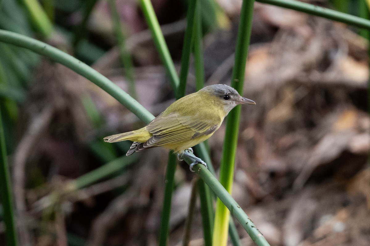 Yellow-green Vireo - ML642287623