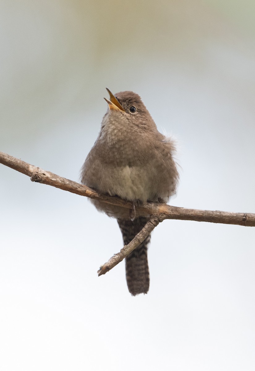 Northern House Wren - ML642287641