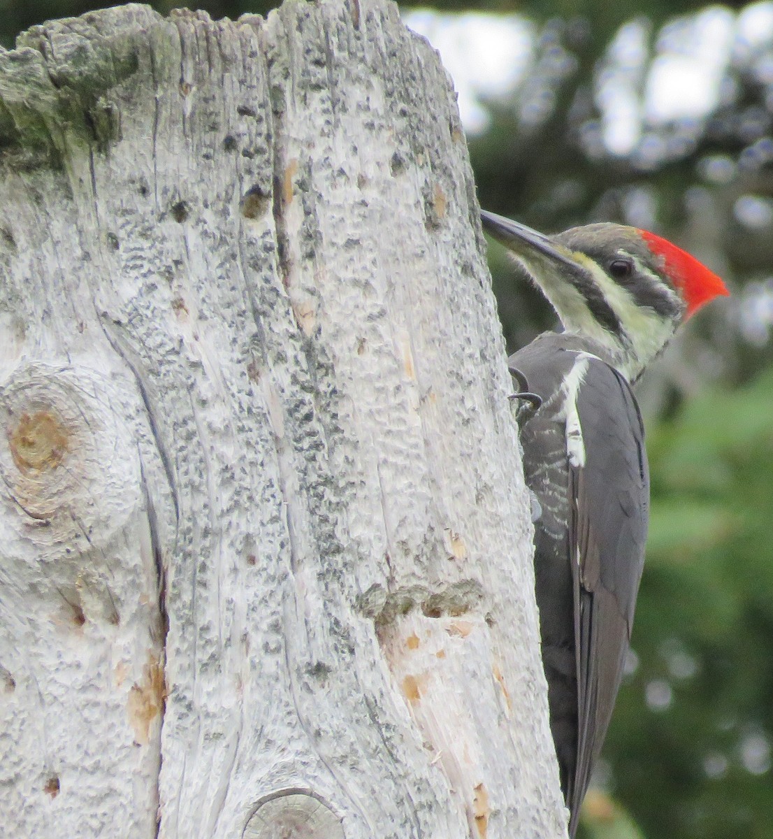 Pileated Woodpecker - ML642287656