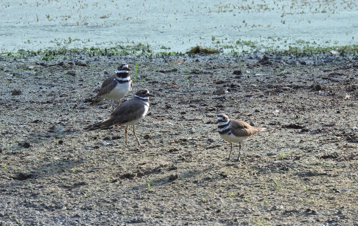 Killdeer - ML642287661