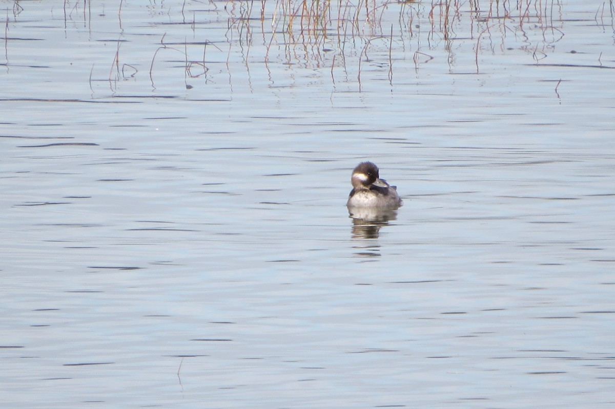 Bufflehead - ML642287662