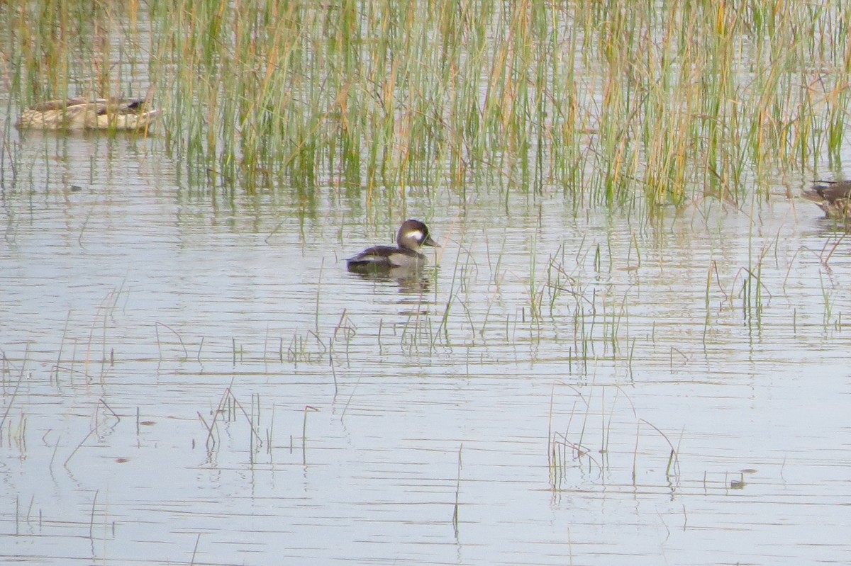 Bufflehead - ML642287663