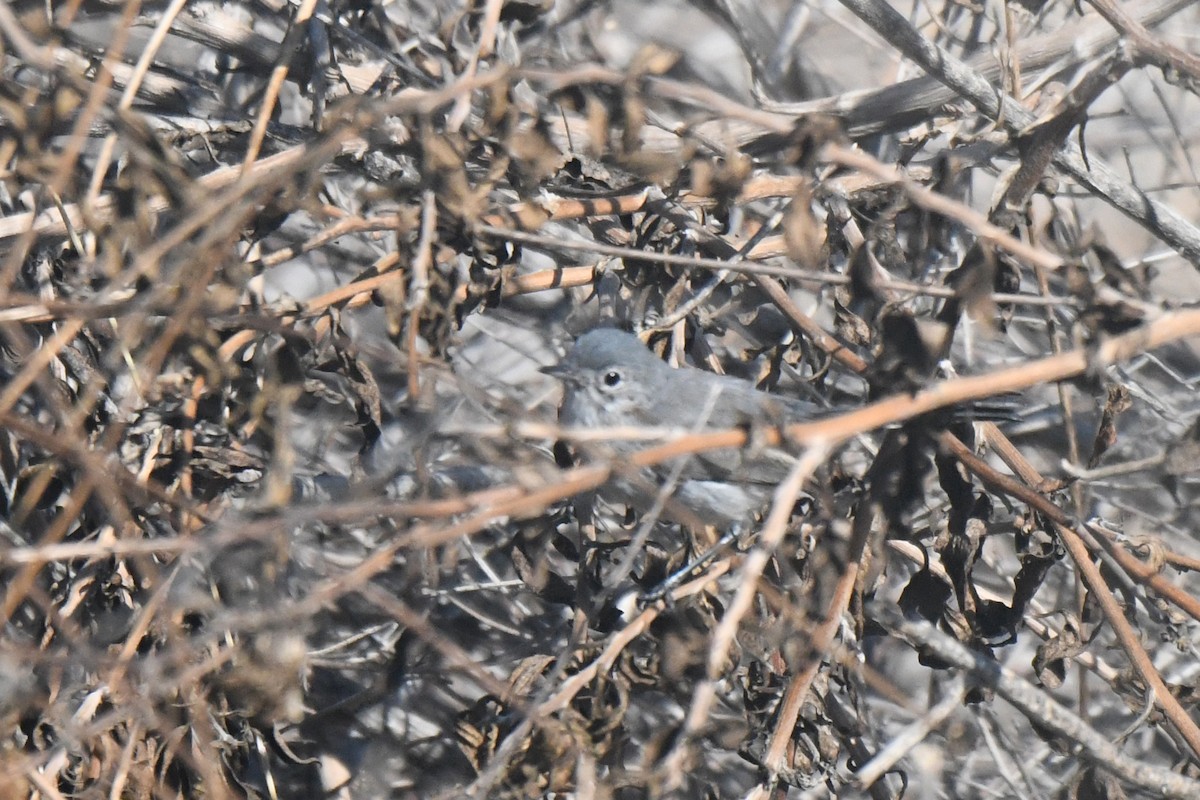 California Gnatcatcher - ML642287667