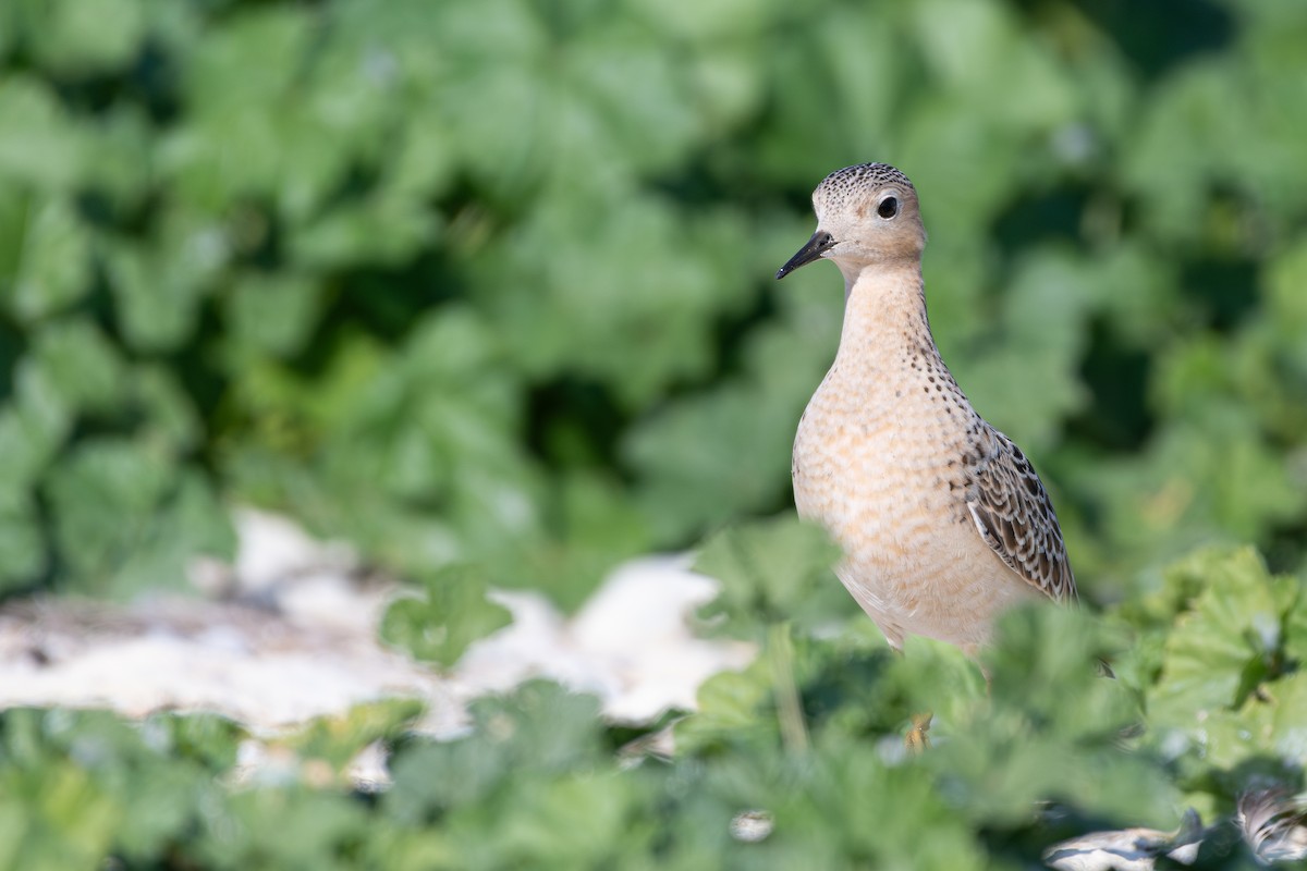 Buff-breasted Sandpiper - ML642287670