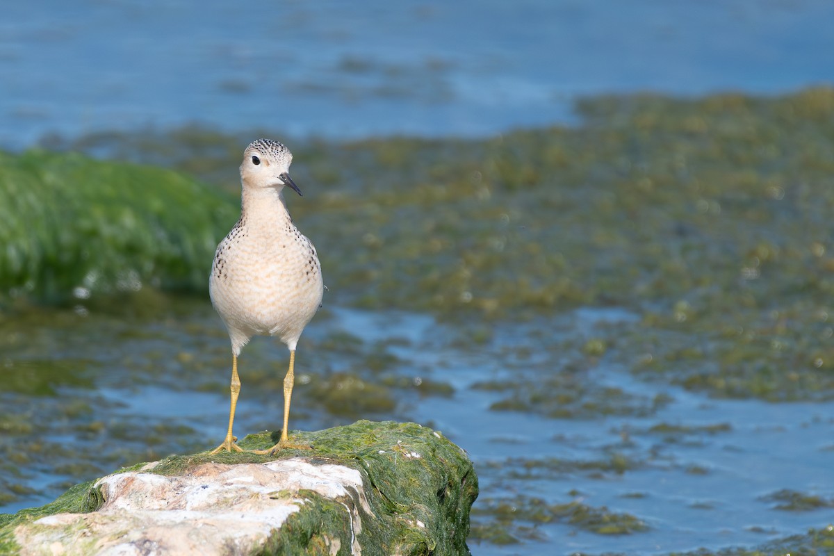 Buff-breasted Sandpiper - ML642287676