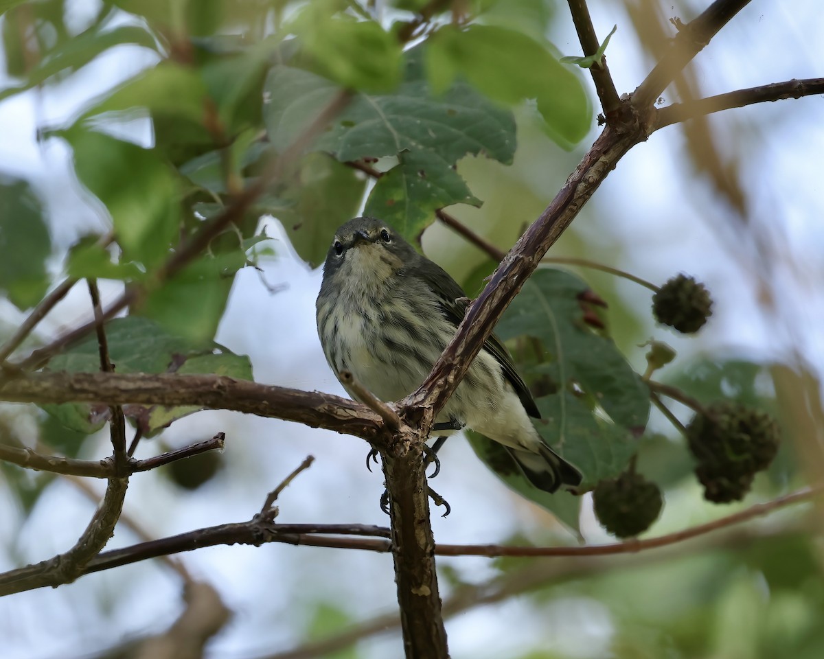 Cape May Warbler - ML642287691