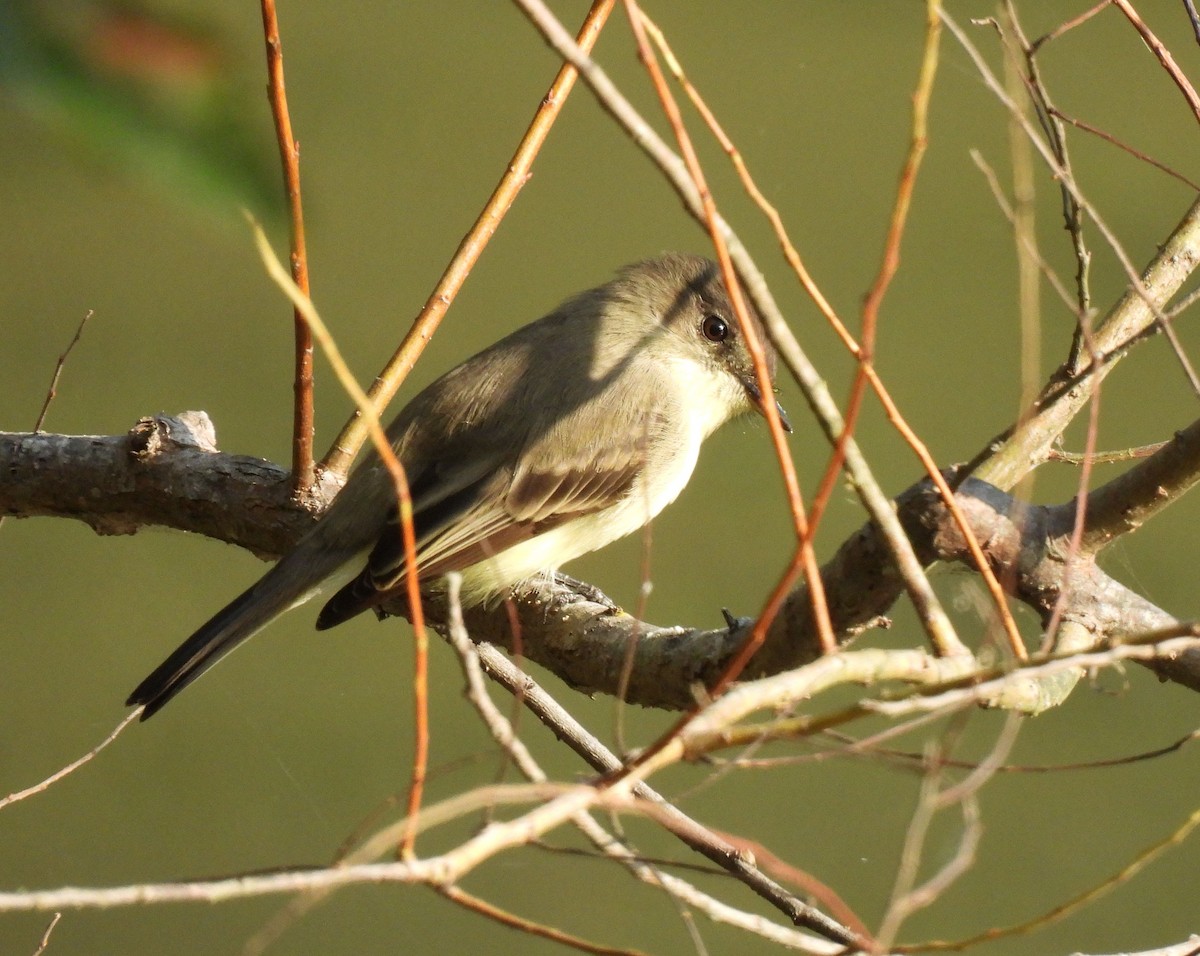 Eastern Phoebe - ML642287692