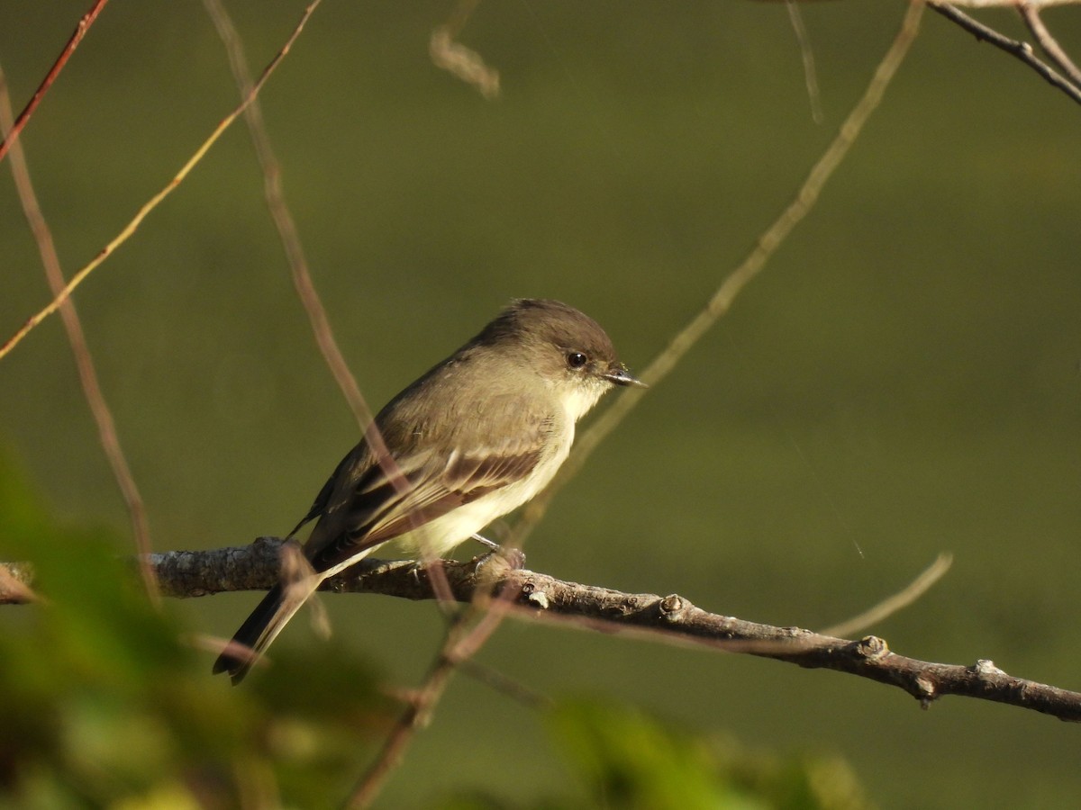 Eastern Phoebe - ML642287693