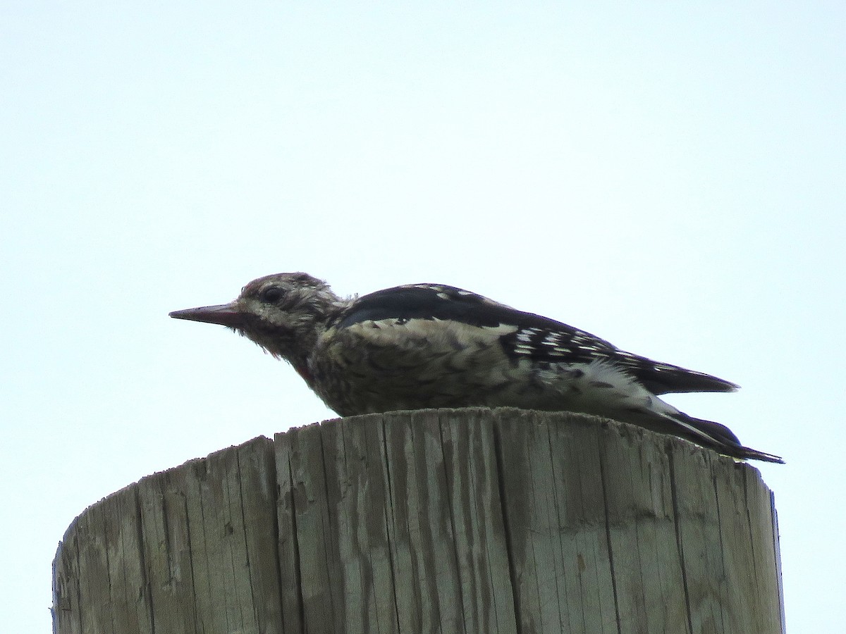 Yellow-bellied Sapsucker - ML642287695