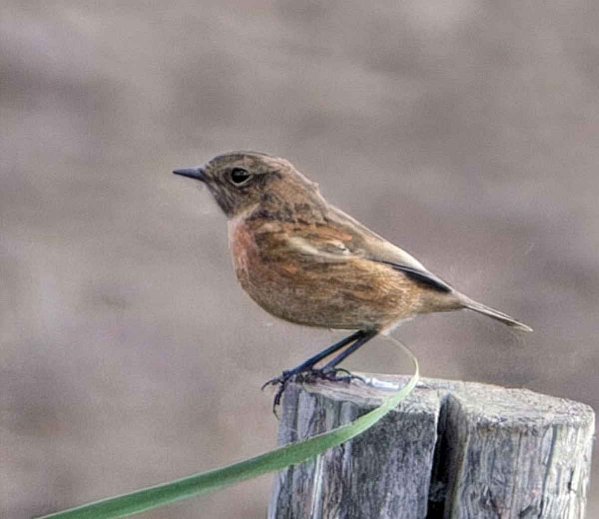 European Stonechat - ML642287702