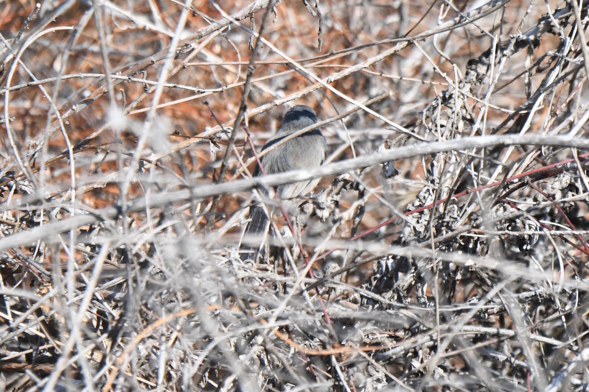 California Gnatcatcher - ML642287709