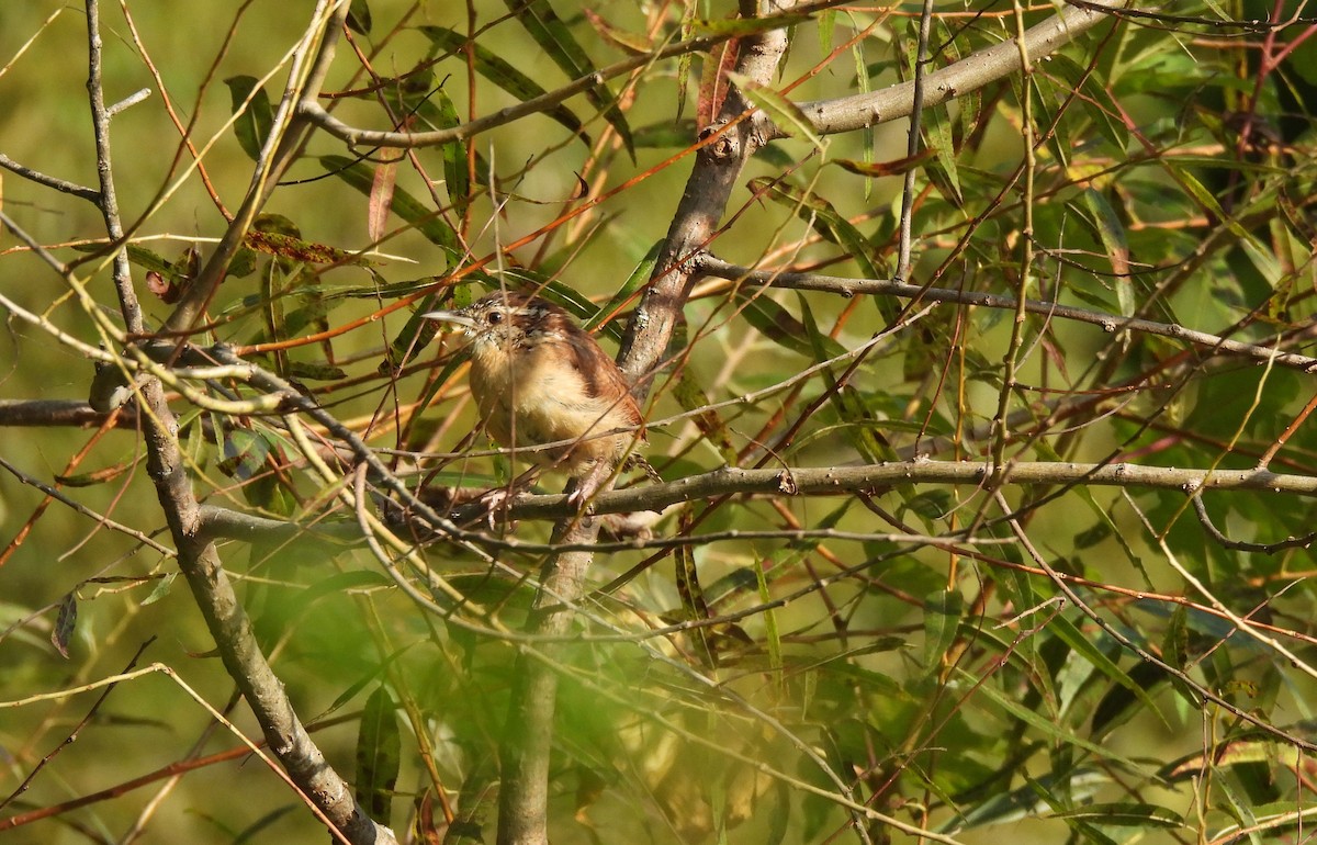 Carolina Wren - ML642287711
