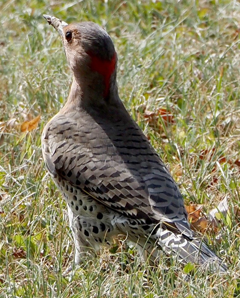 datel zlatý (ssp. auratus/luteus) - ML642287712