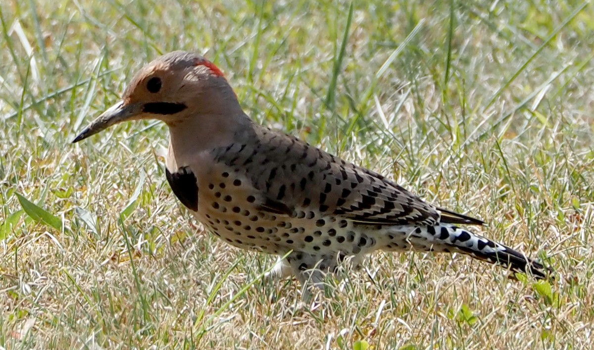 datel zlatý (ssp. auratus/luteus) - ML642287713