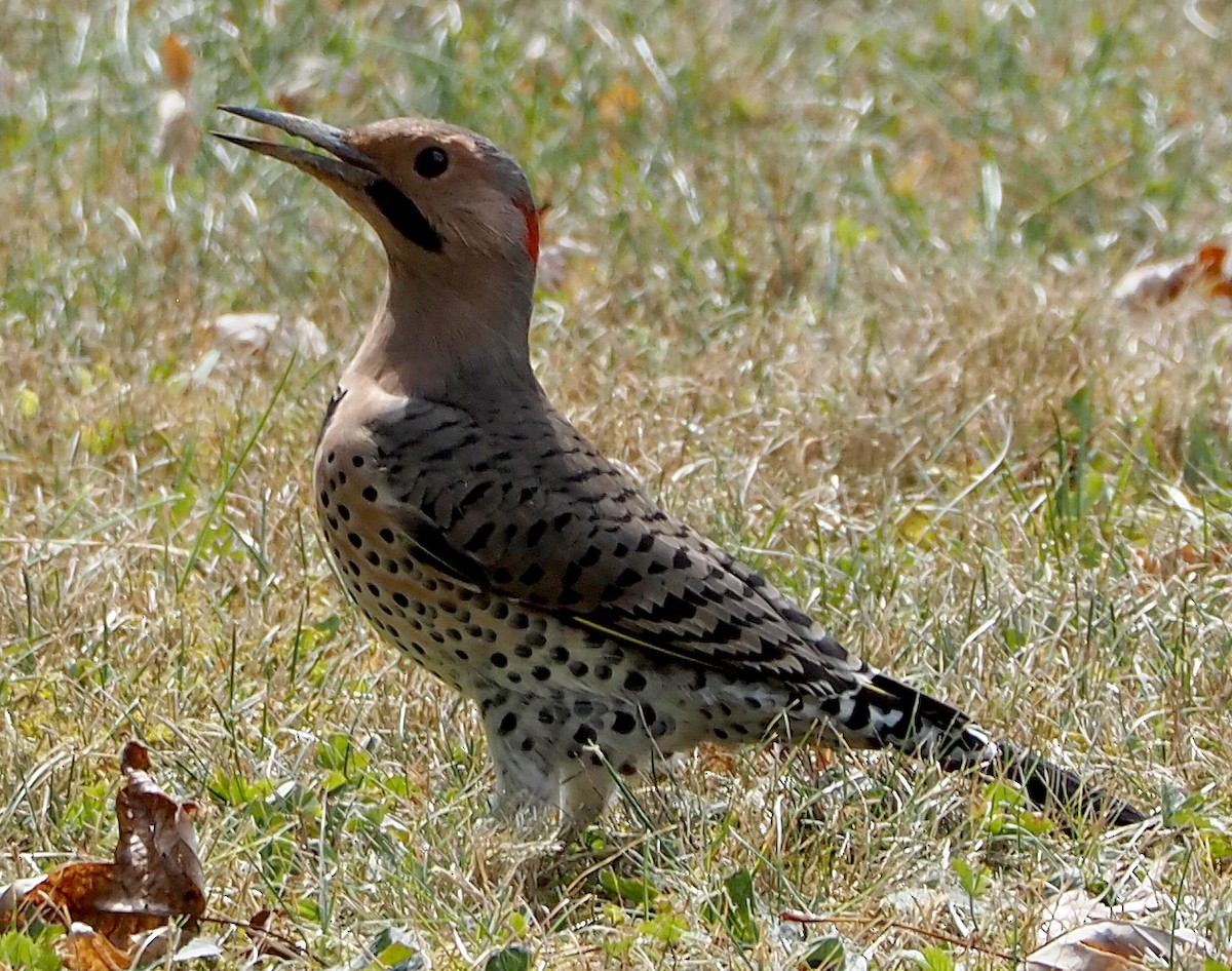 datel zlatý (ssp. auratus/luteus) - ML642287714