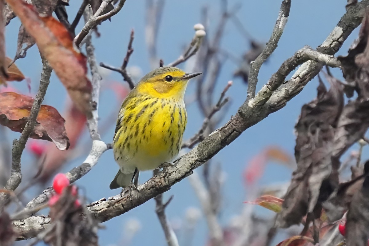 Cape May Warbler - ML642287717