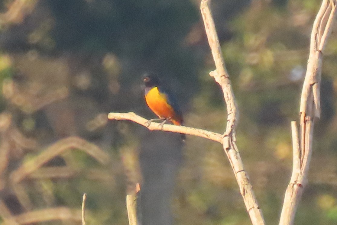 Rufous-bellied Euphonia - ML642287722