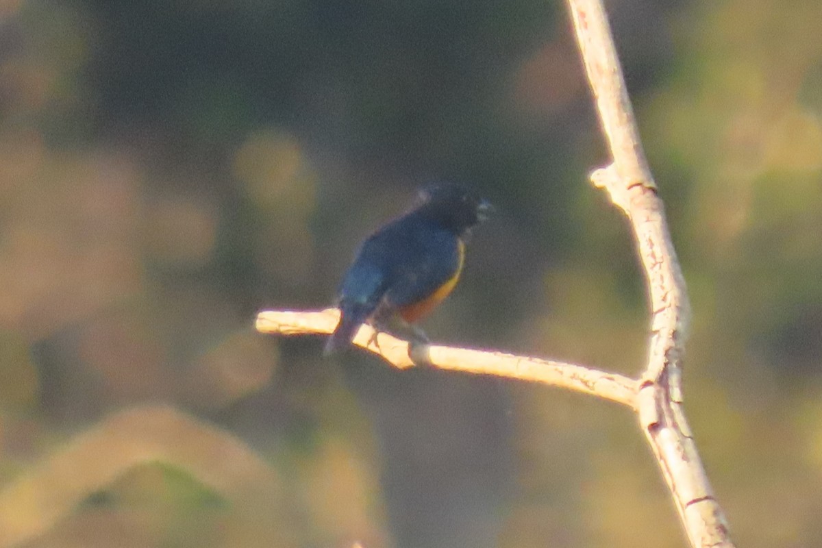Rufous-bellied Euphonia - ML642287723