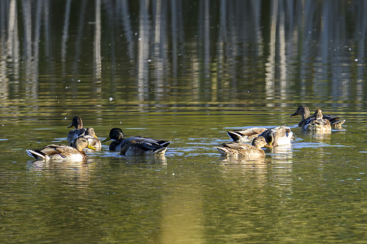 Gadwall - ML642287738