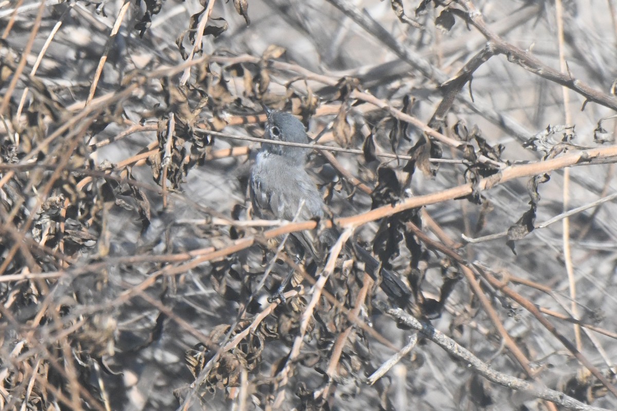 California Gnatcatcher - ML642287744