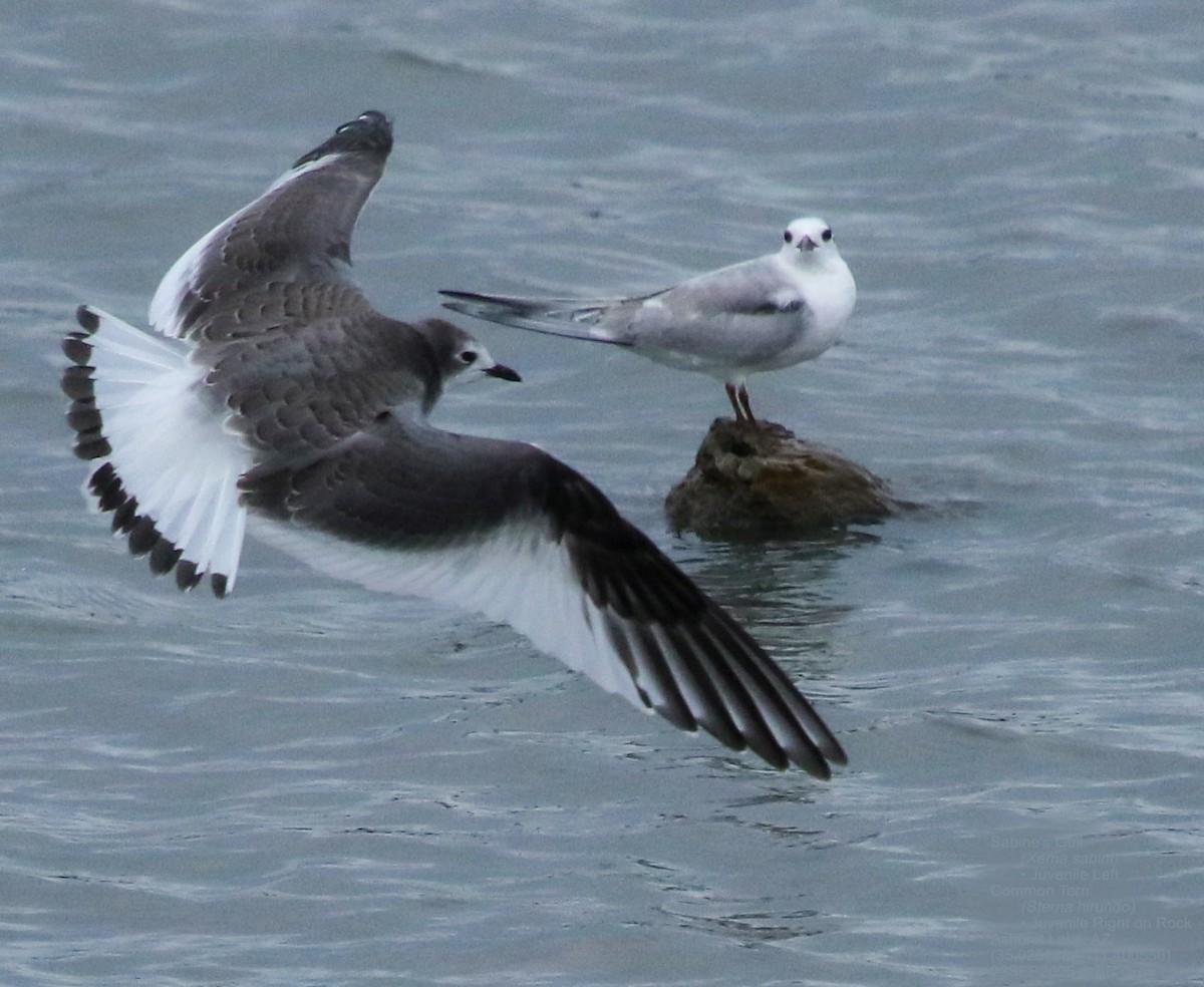 Sabine's Gull - ML642287762