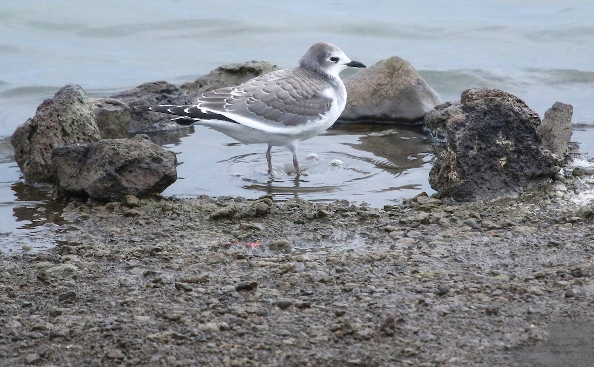 Sabine's Gull - ML642287763
