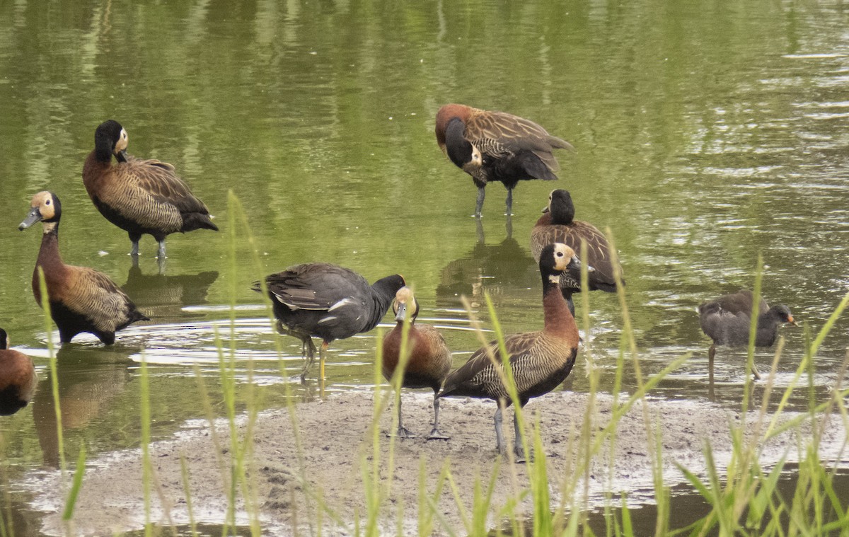 Common Gallinule (American) - ML642287767