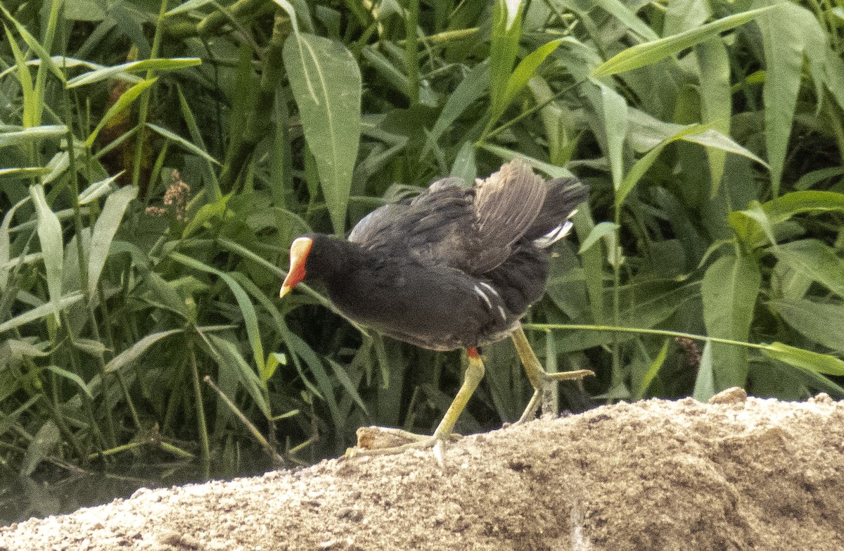 Common Gallinule (American) - ML642287768