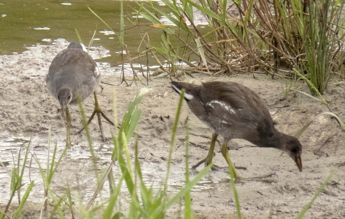 Common Gallinule (American) - ML642287769