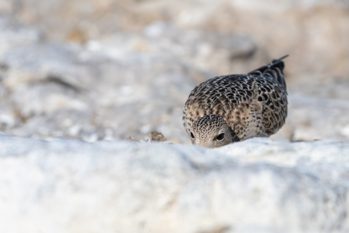 Buff-breasted Sandpiper - ML642287771