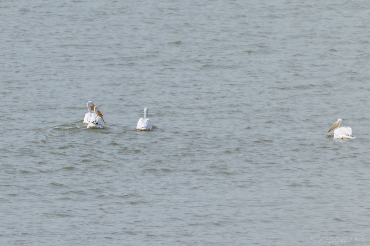 American White Pelican - ML642287772