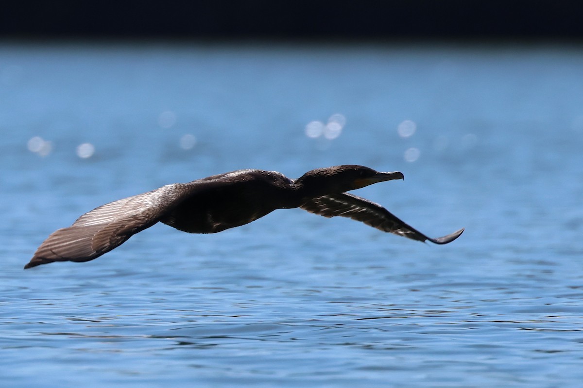 Double-crested Cormorant - ML642287773