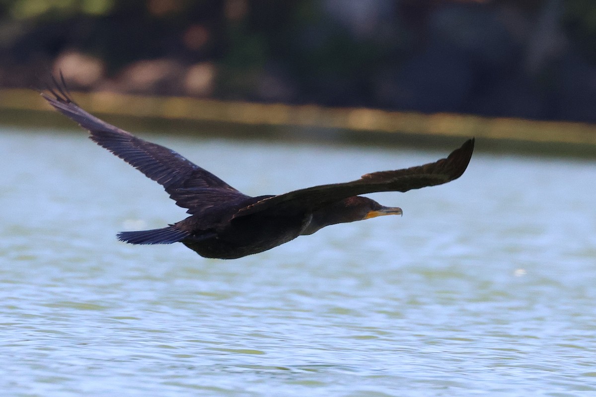 Double-crested Cormorant - ML642287775