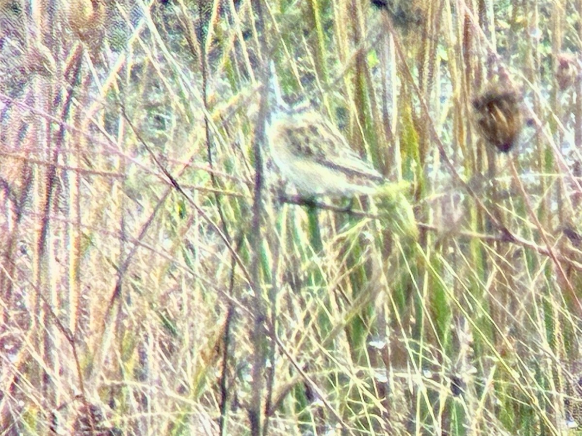 Whinchat - ML642287816