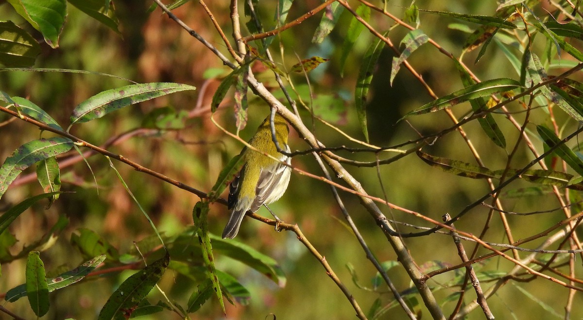 Black-throated Green Warbler - ML642287839
