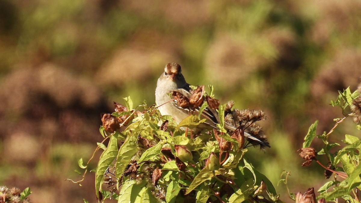 White-crowned Sparrow - ML642287841