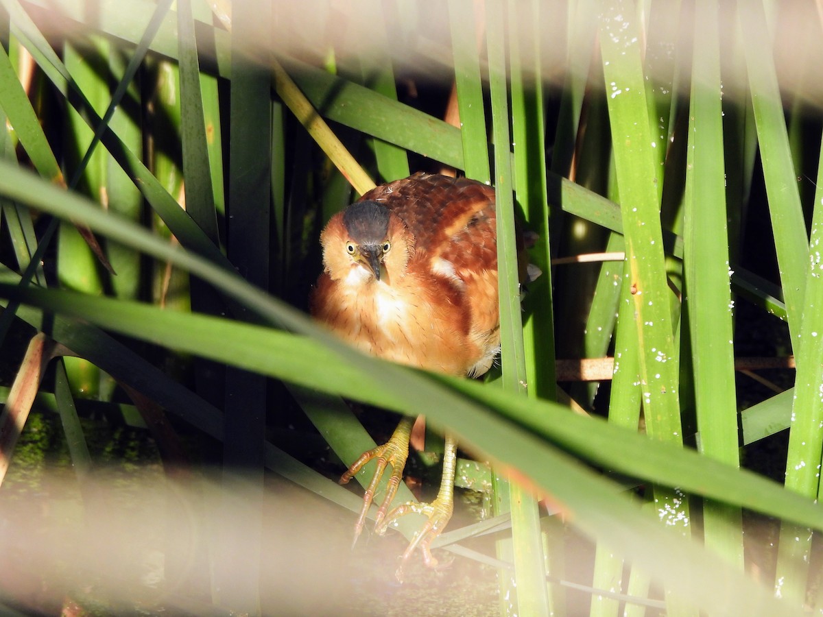 Least Bittern - ML642287845