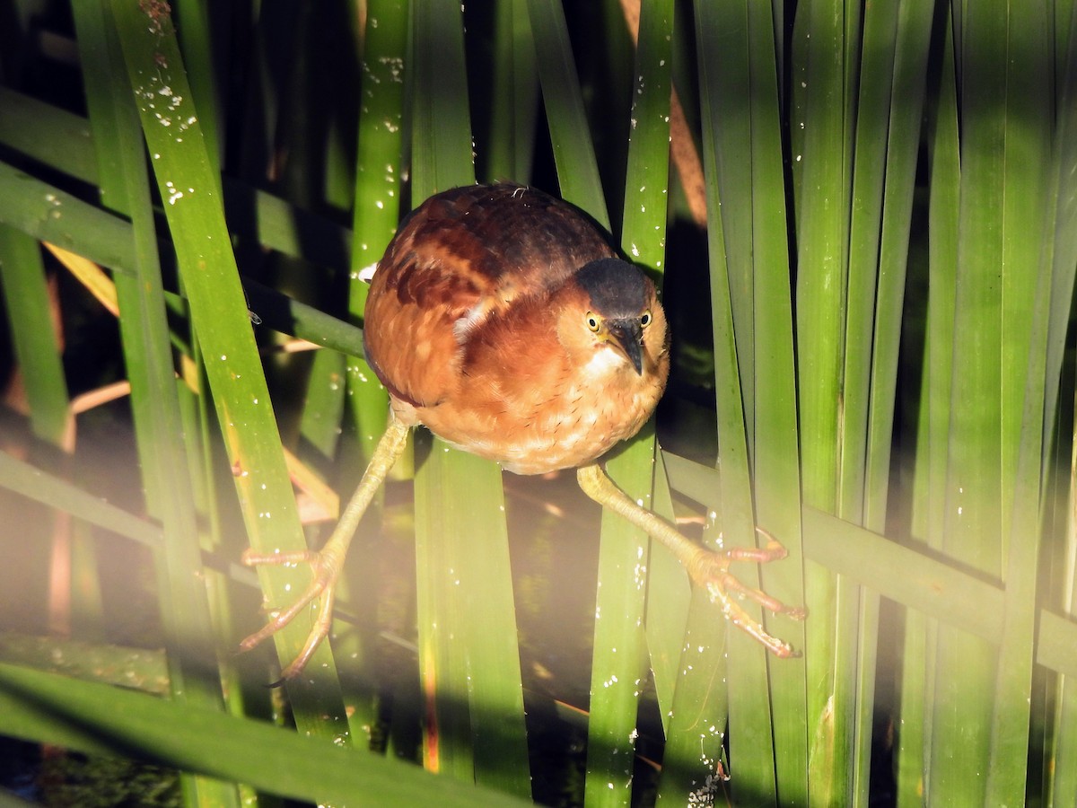 Least Bittern - ML642287846